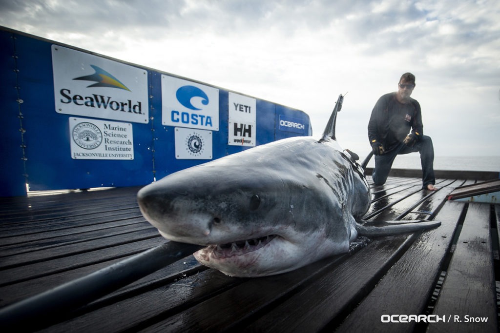 OCEARCH Successfully Satellite Tags Great White Shark Off North Florida
