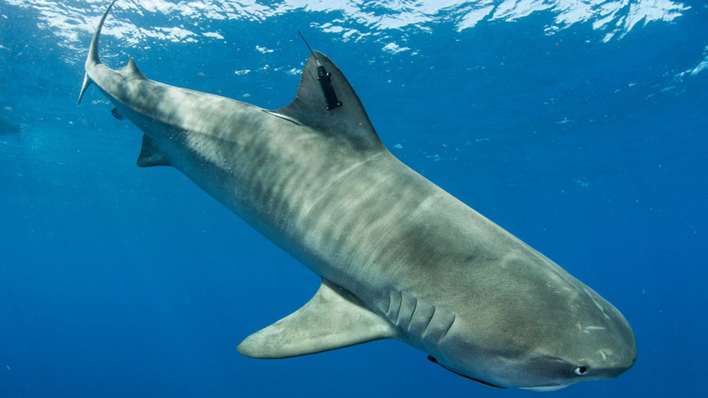 Tiger Shark on OCEARCH Tracker Travels More Than 4,000 Miles, Confirms  Transoceanic Abilities