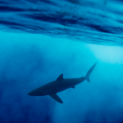 Año Nuevo Island White Shark Study/Pelagic Shark Research Foundation on  Vimeo